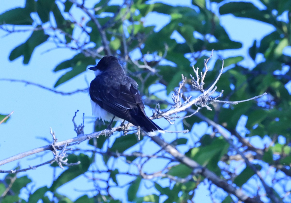 Eastern Kingbird - ML622517742