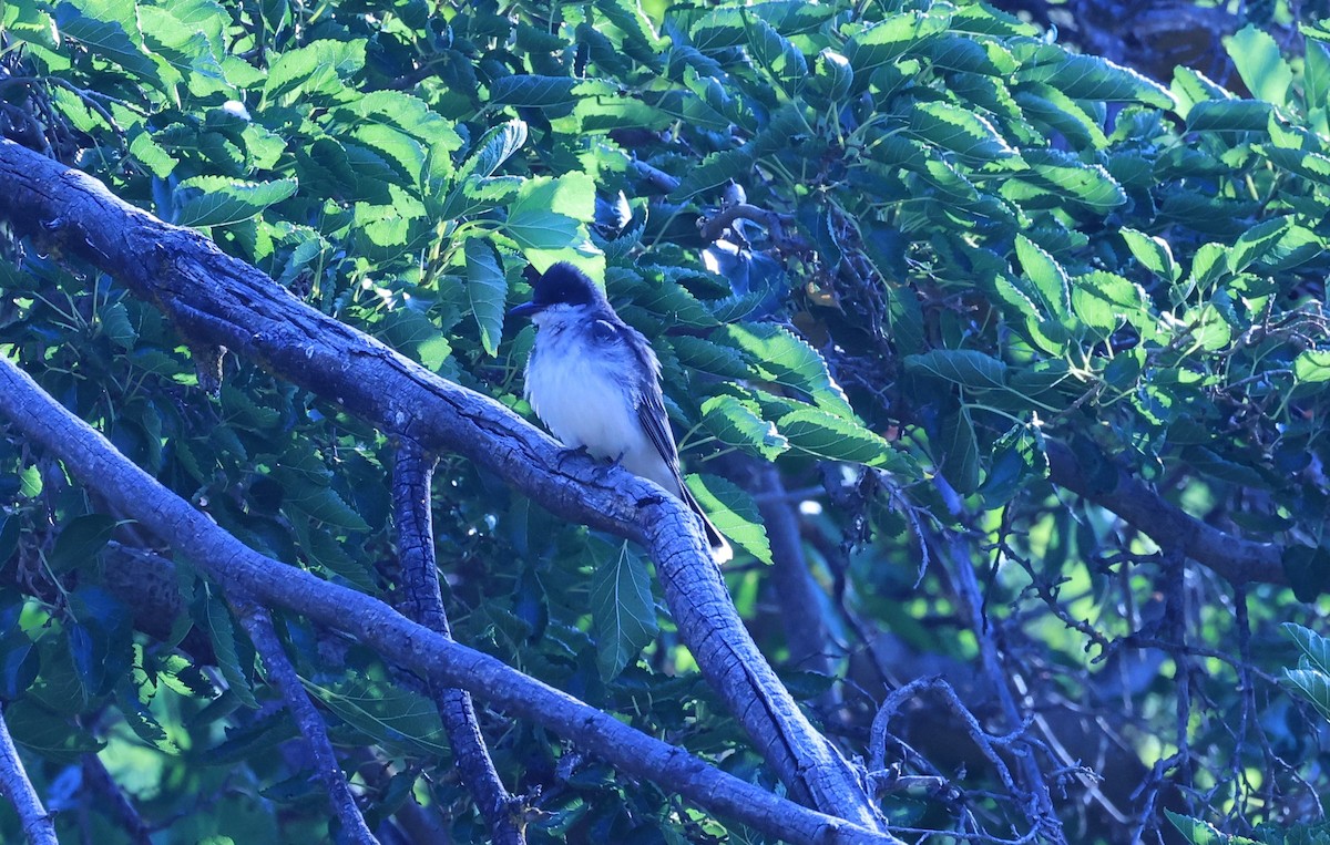 Eastern Kingbird - ML622517743