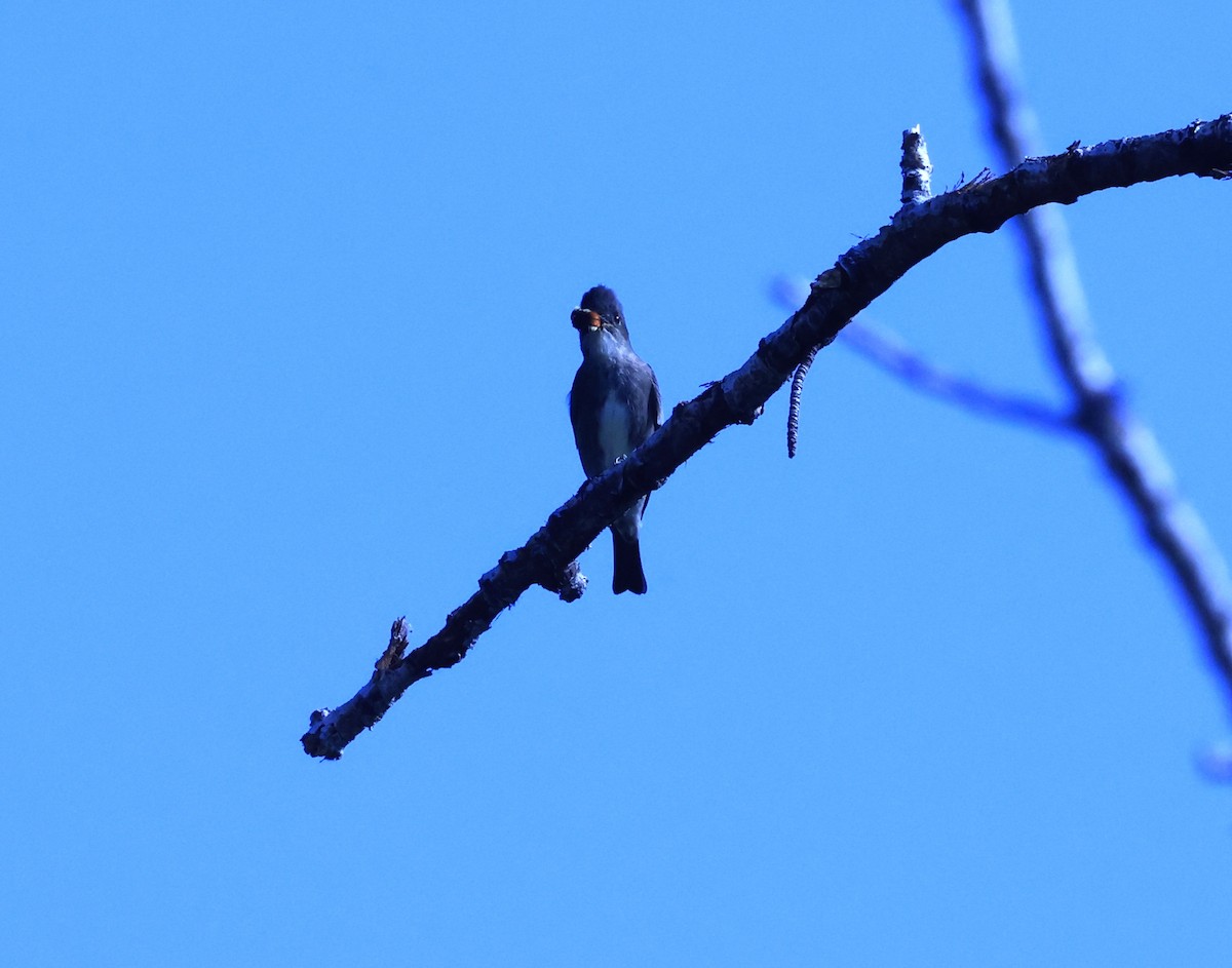 Western Wood-Pewee - ML622517752