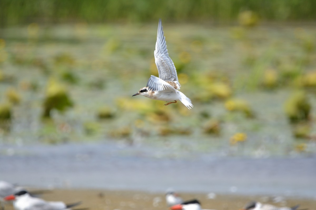 Forster's Tern - ML622517819