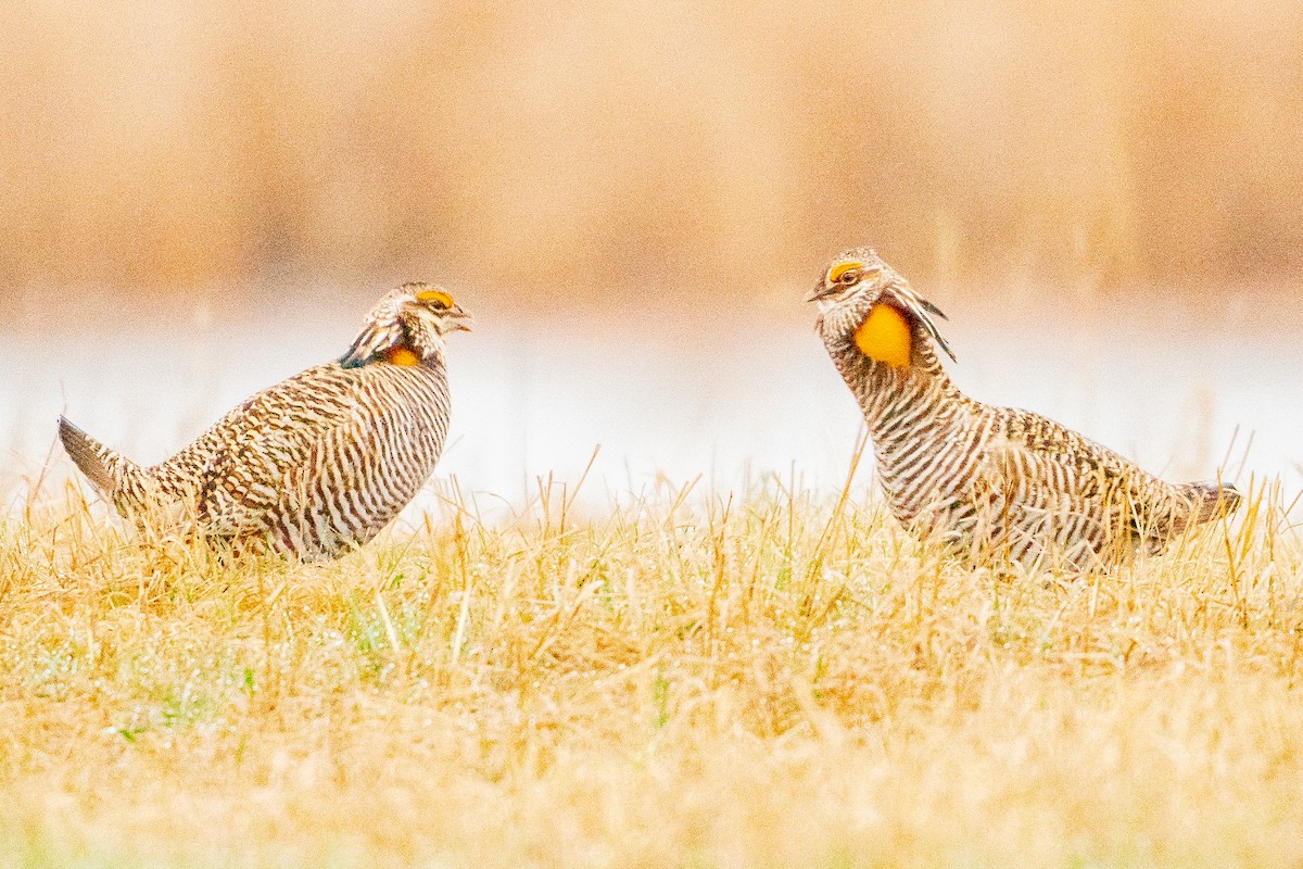 Greater Prairie-Chicken - ML622517862