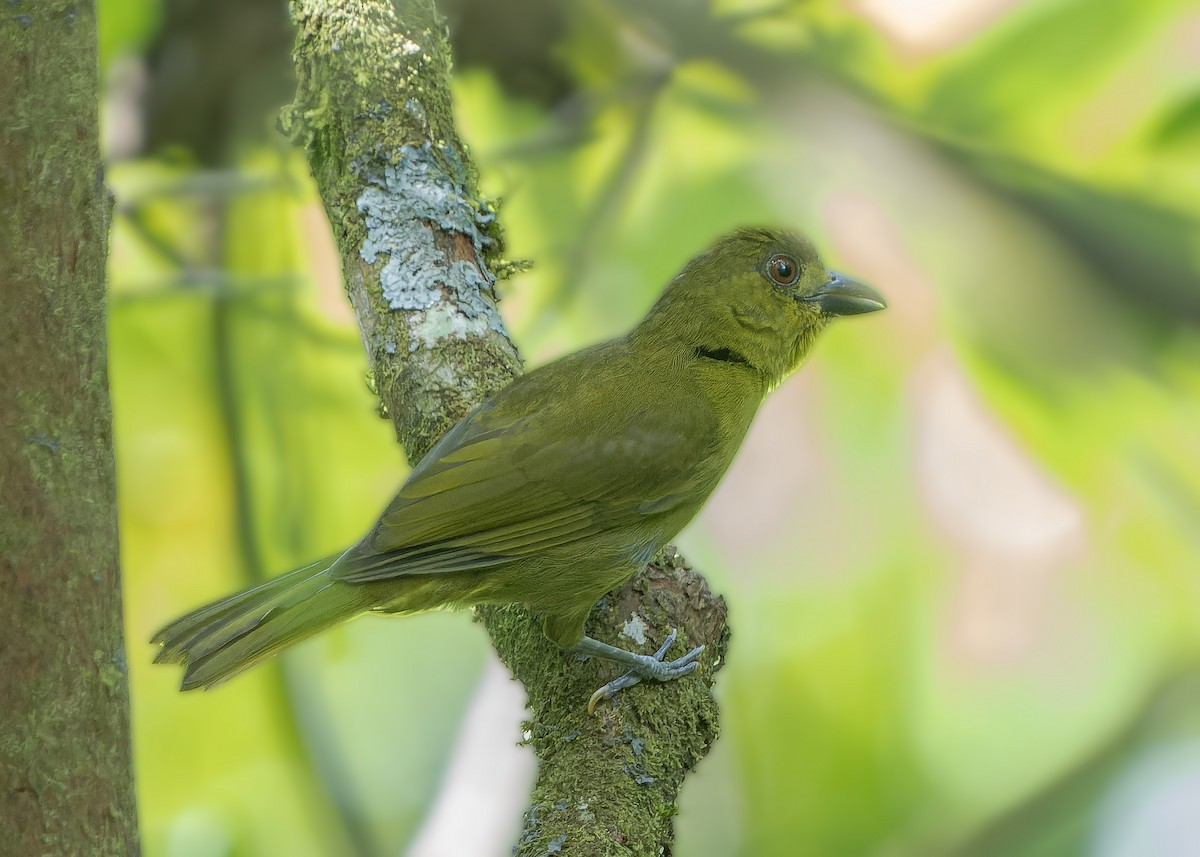 Yellow-lored Tanager - ML622517863