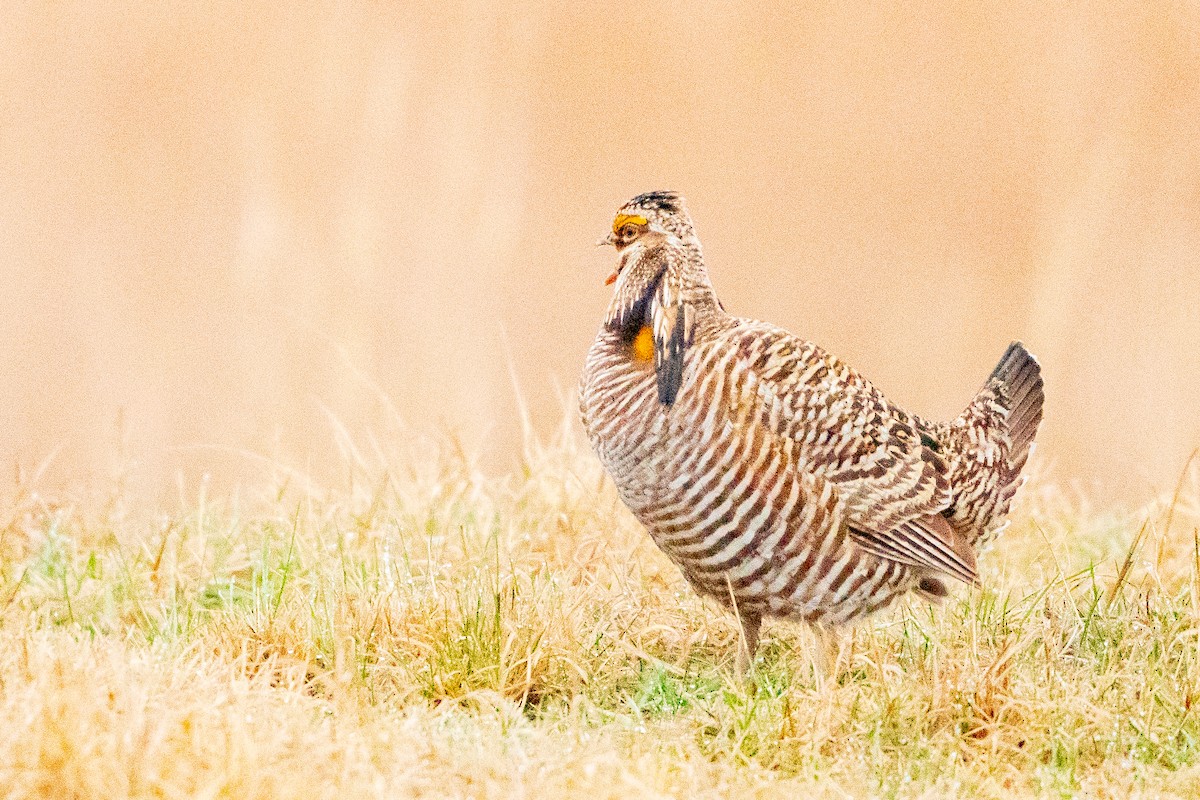 Greater Prairie-Chicken - ML622517865