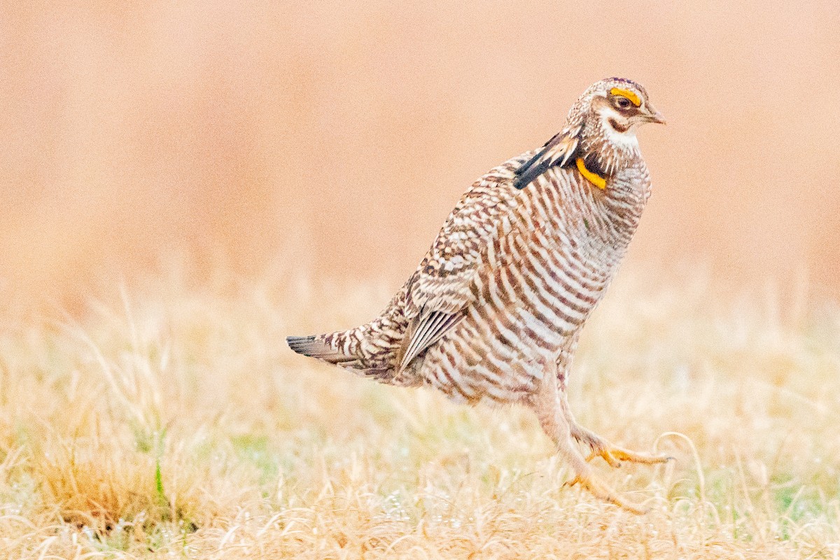 Greater Prairie-Chicken - ML622517866