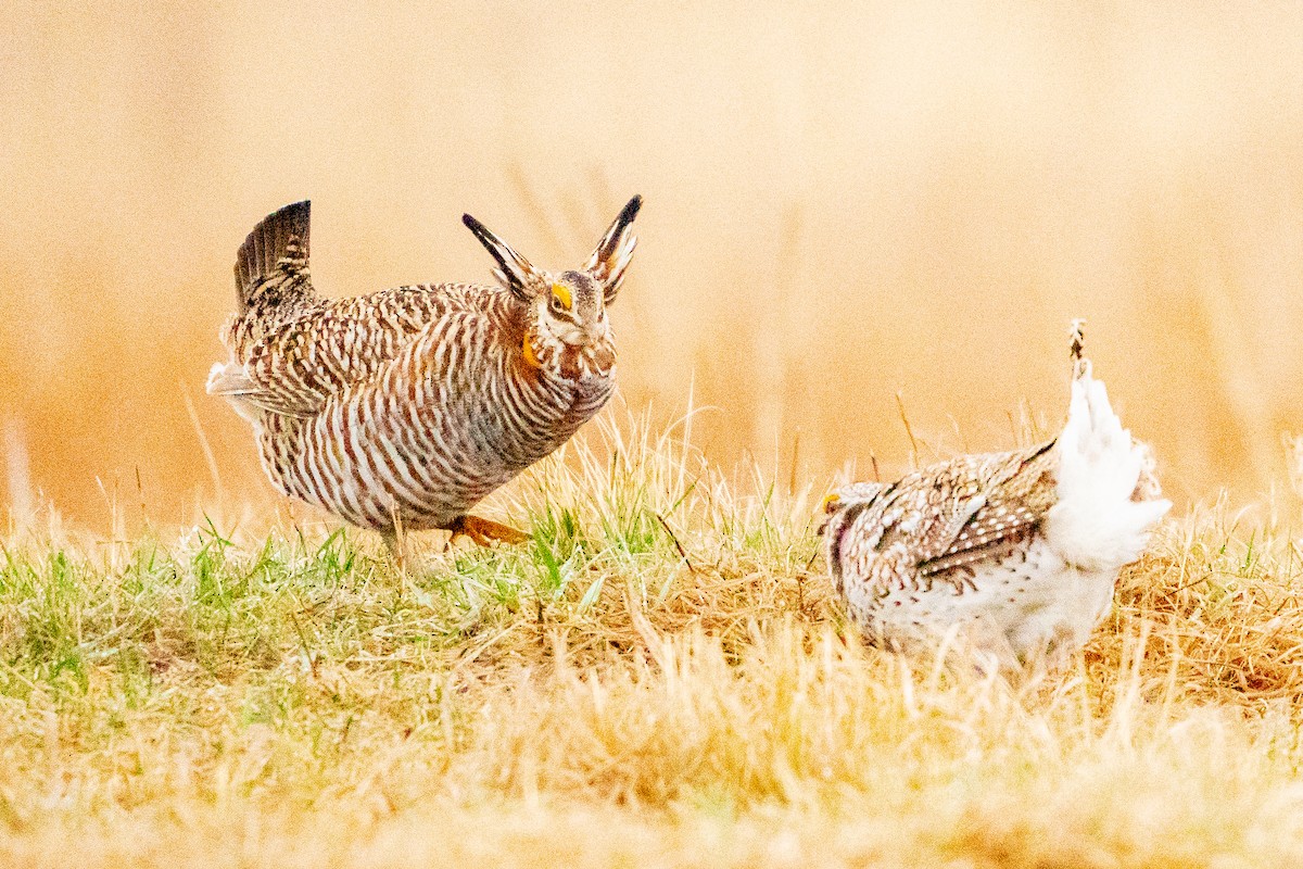 Greater Prairie-Chicken - ML622517867