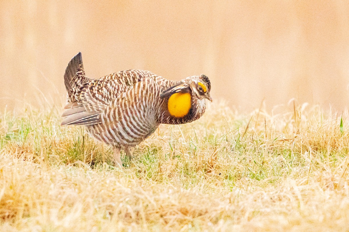 Greater Prairie-Chicken - ML622517868