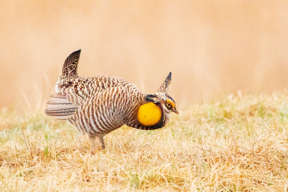 Greater Prairie-Chicken - ML622517869