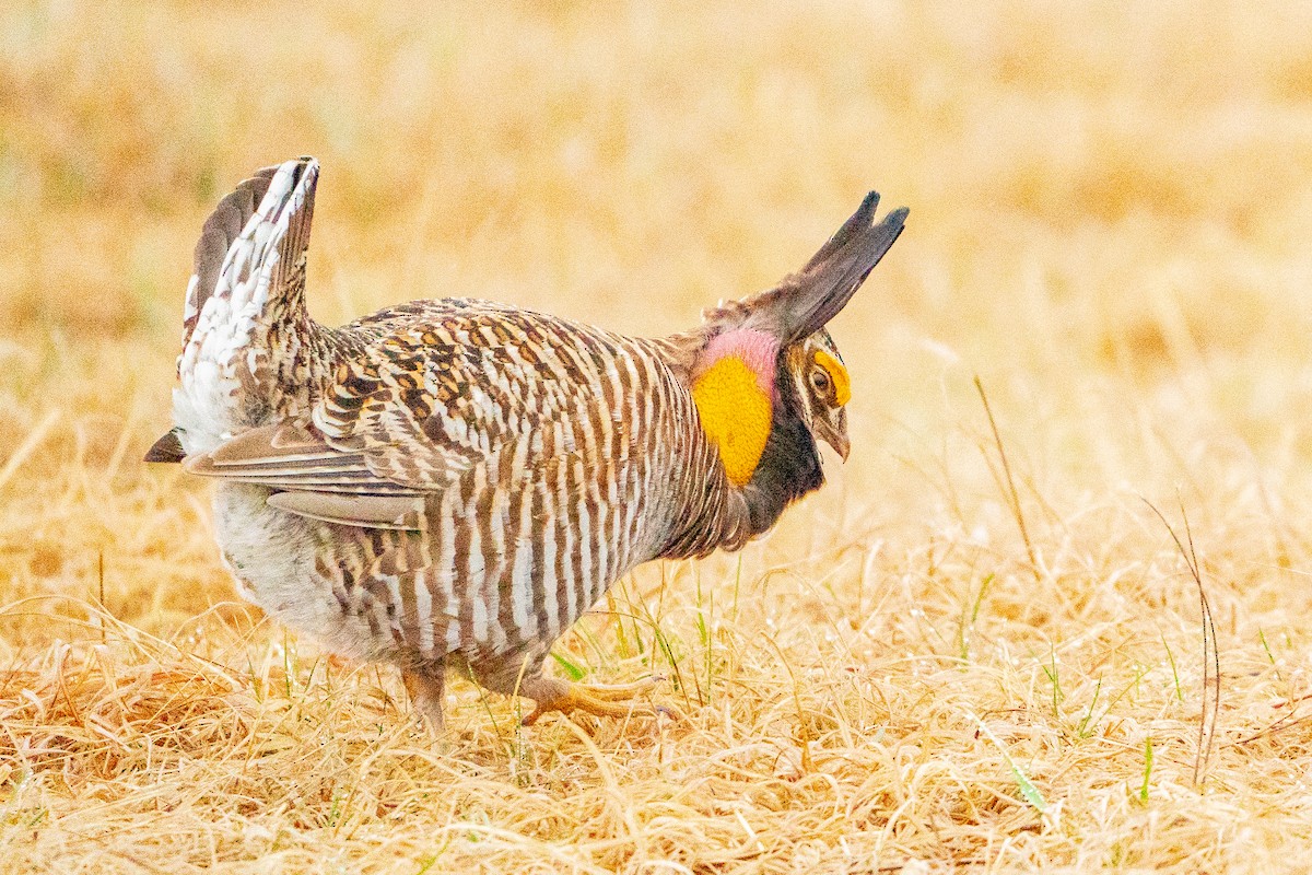 Greater Prairie-Chicken - ML622517870