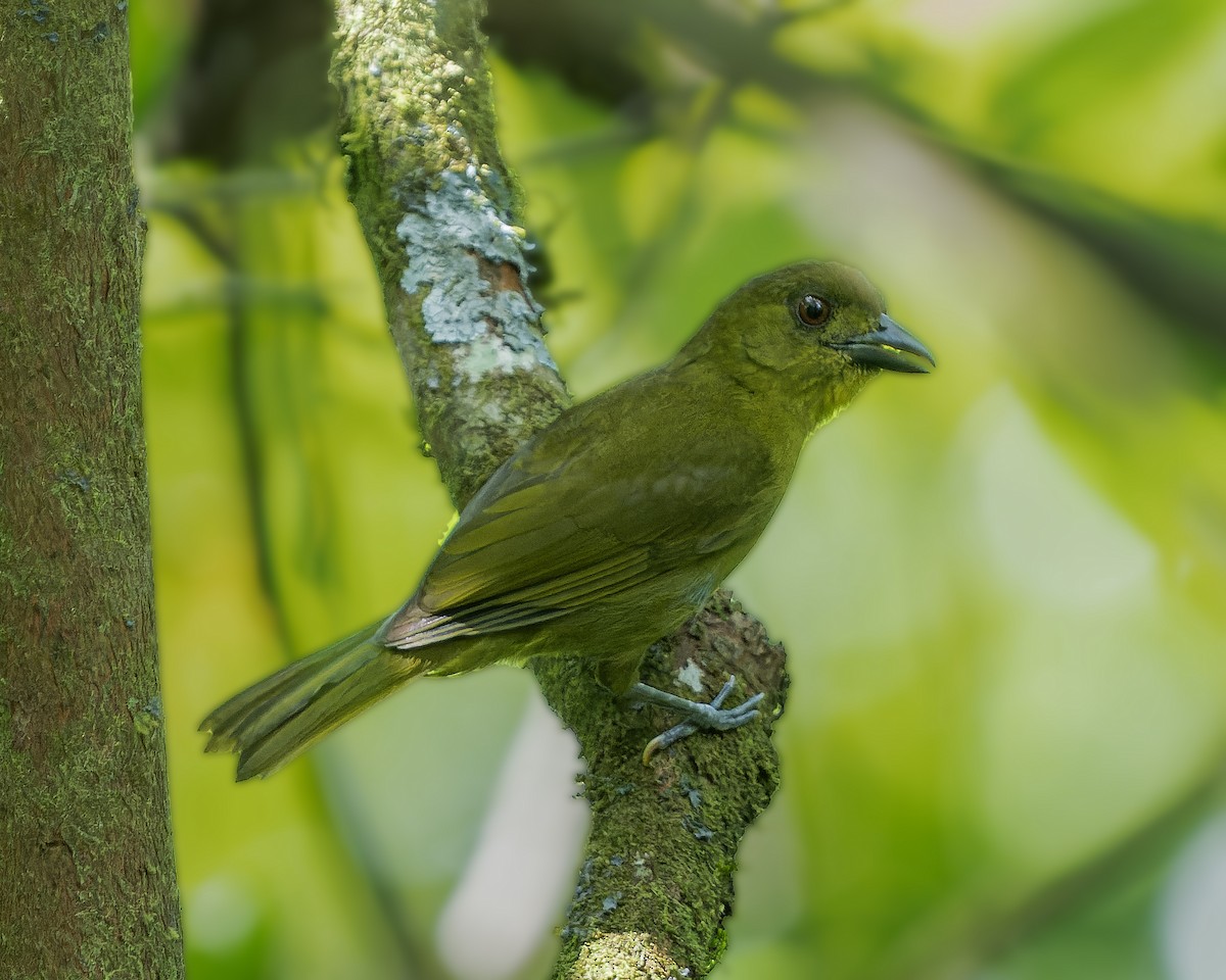 Yellow-lored Tanager - ML622517871