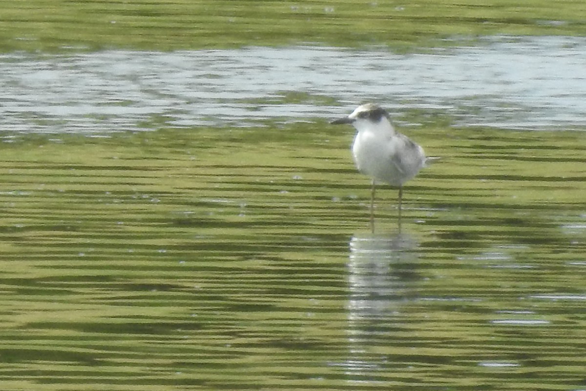 Whiskered Tern - ML622517902