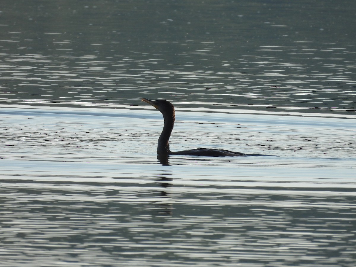 Double-crested Cormorant - ML622517911