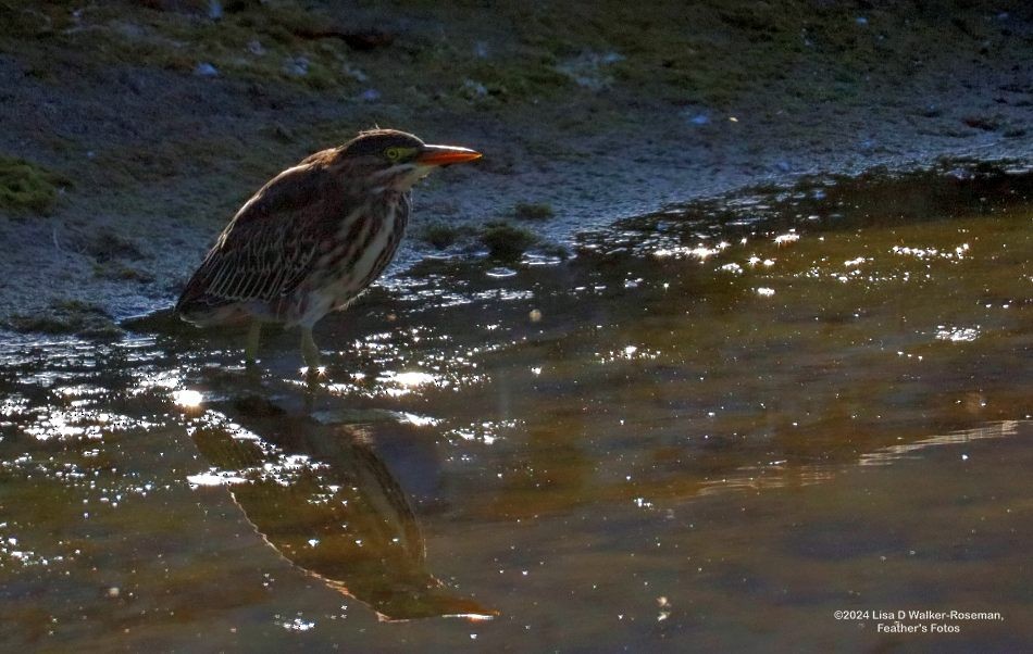 Green Heron - ML622517929