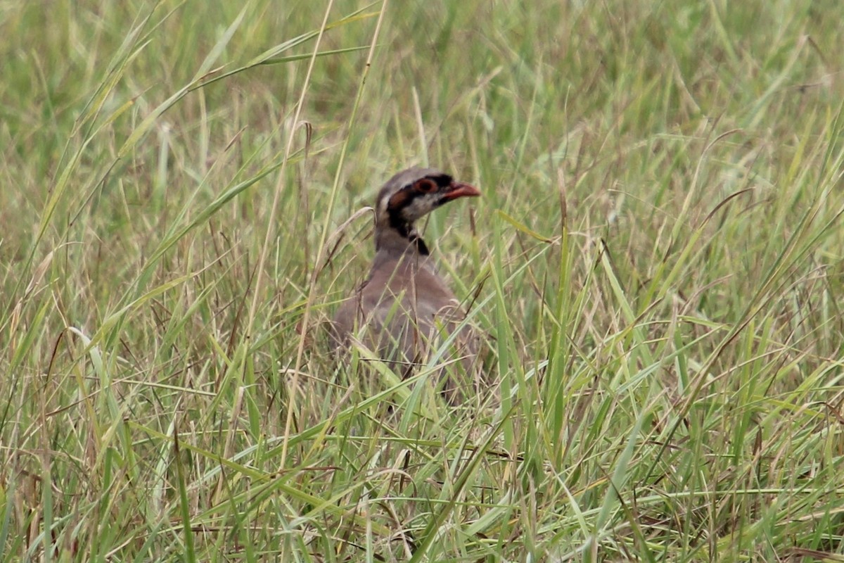 Chukar - Elaine Cassidy