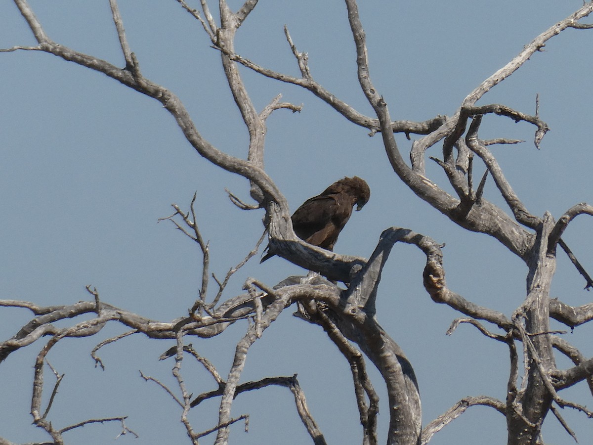 Águila Volatinera - ML622517998