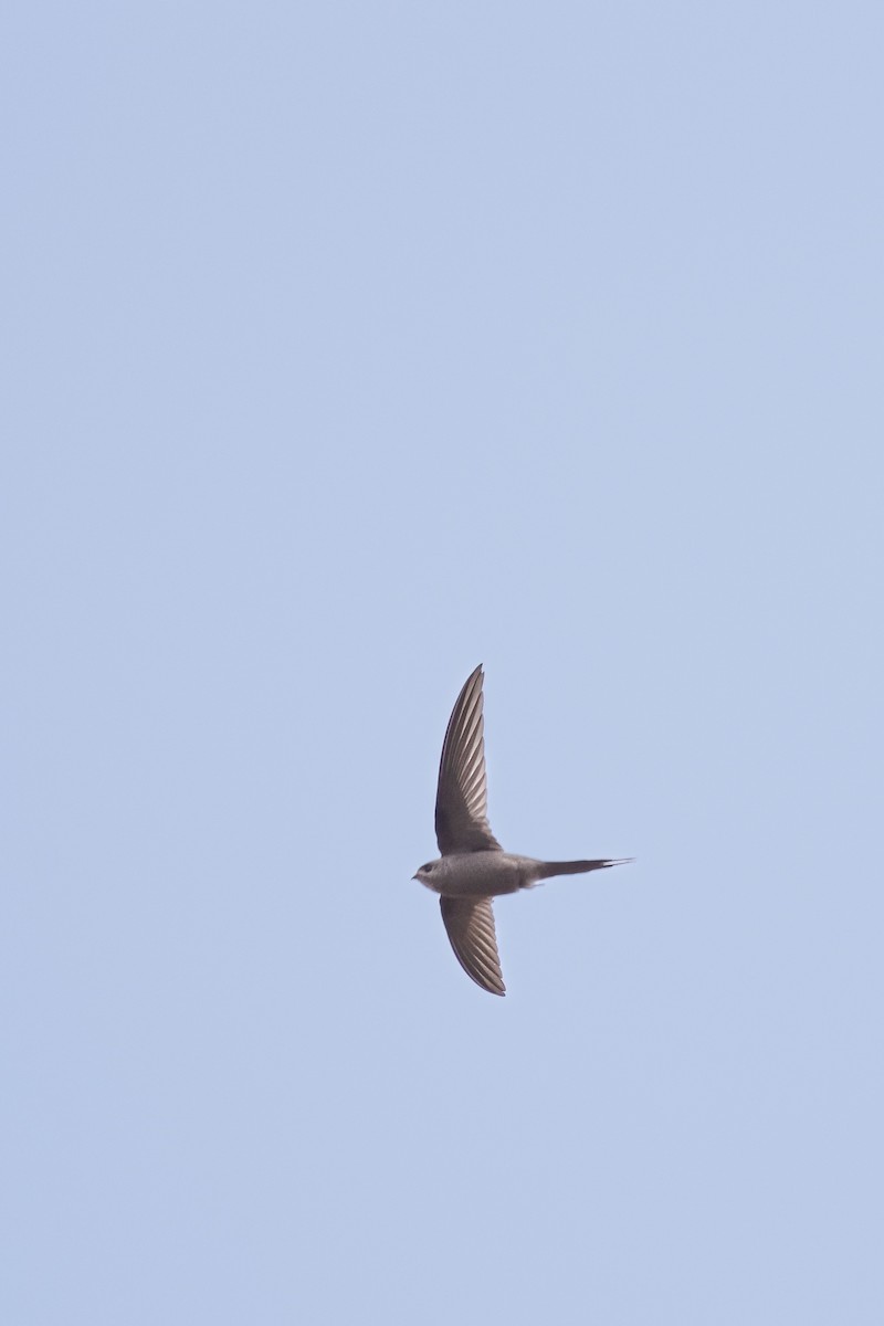 African Palm Swift - ML622518083