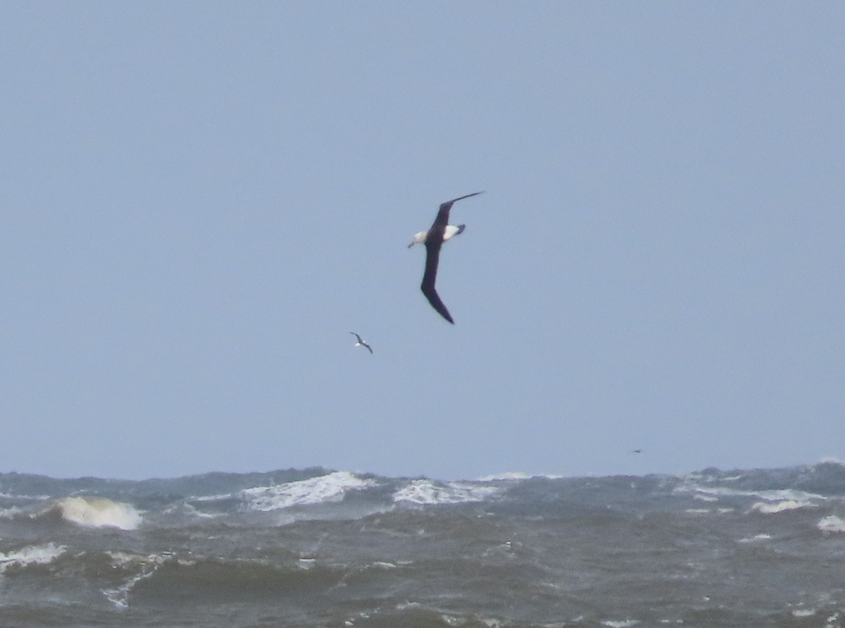 Black-browed Albatross - ML622518097