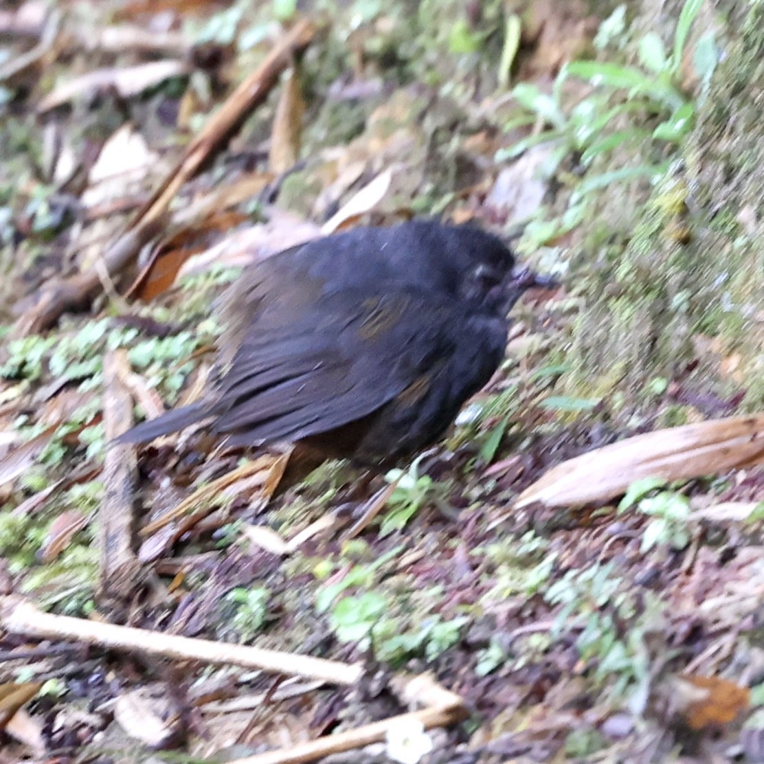 Blackish Tapaculo - ML622518114