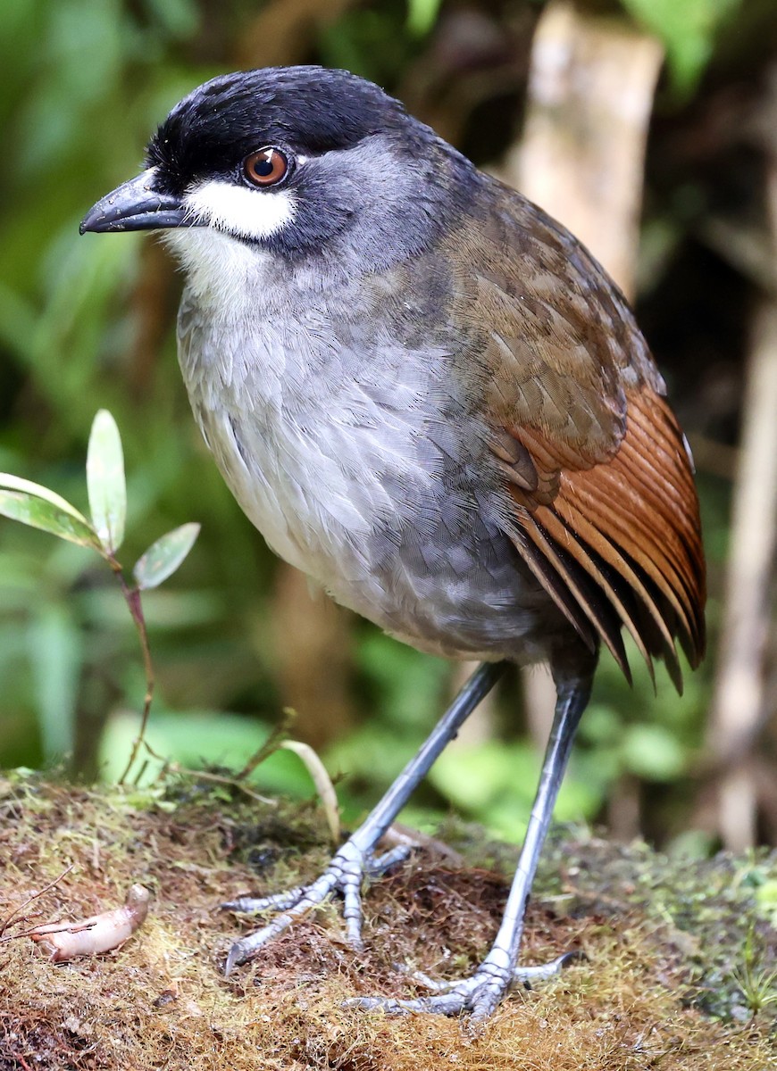 Jocotoco Antpitta - ML622518137