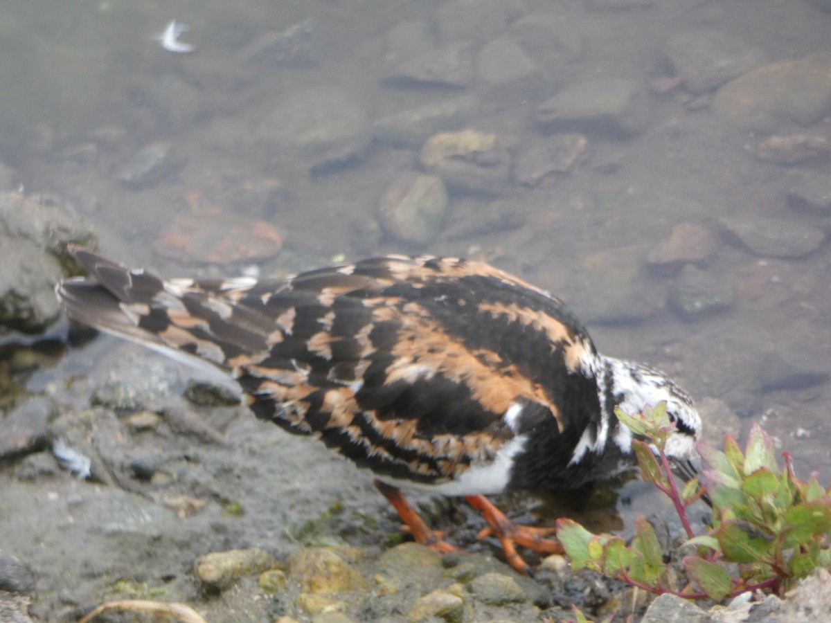 Ruddy Turnstone - ML622518225