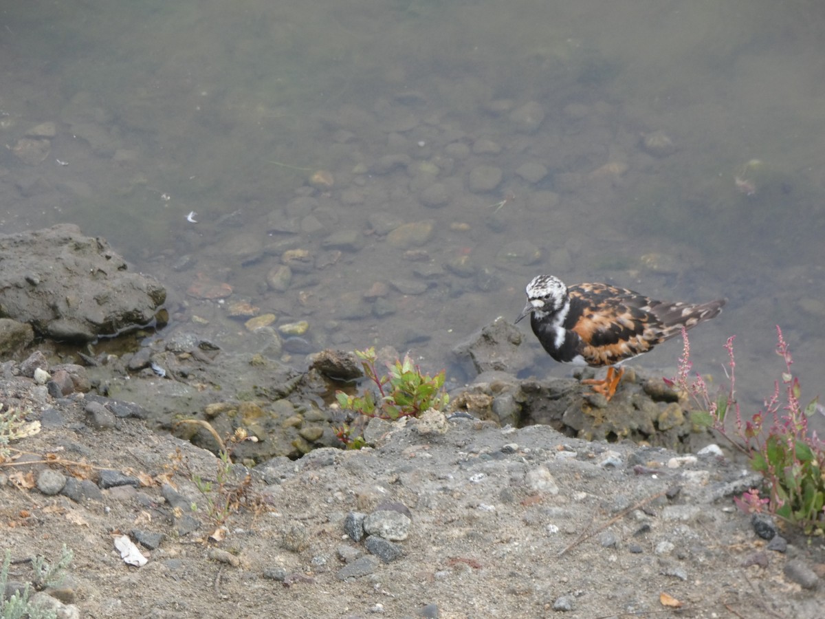 Ruddy Turnstone - ML622518226