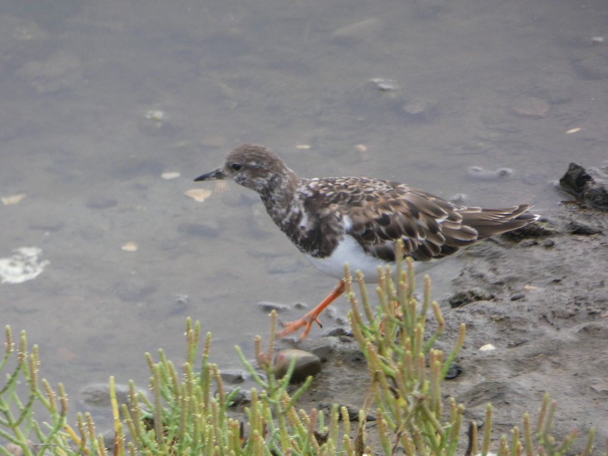 Ruddy Turnstone - ML622518227