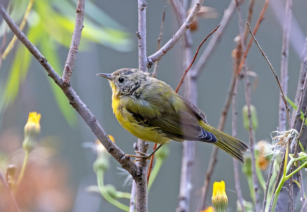 Nashville Warbler - ML622518266