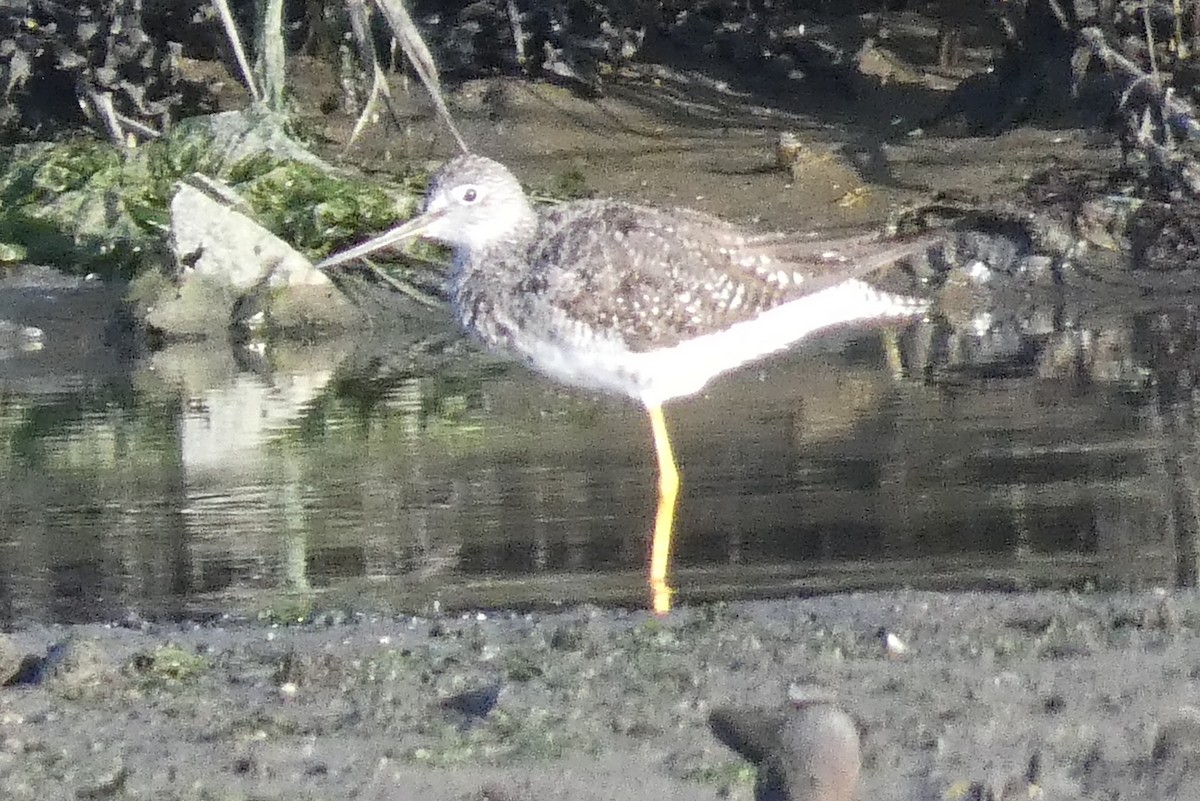 Greater Yellowlegs - ML622518267