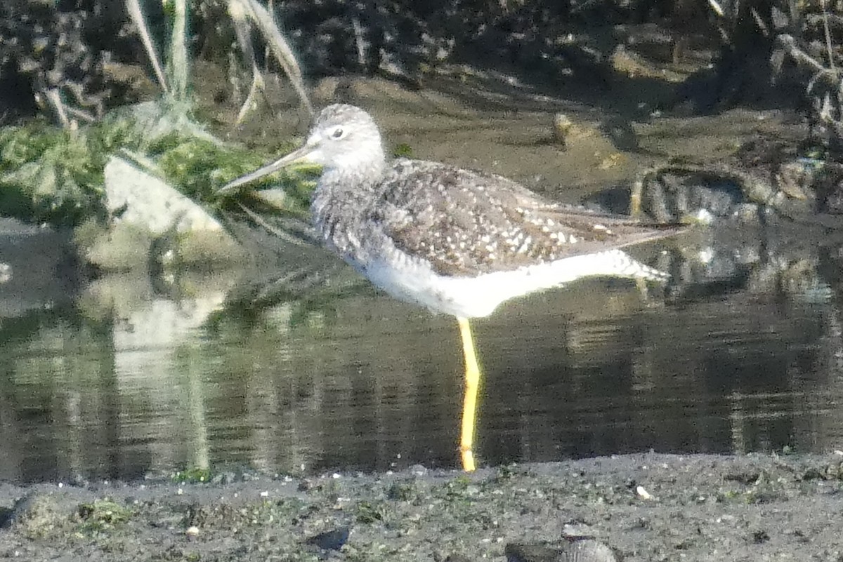 Greater Yellowlegs - ML622518268