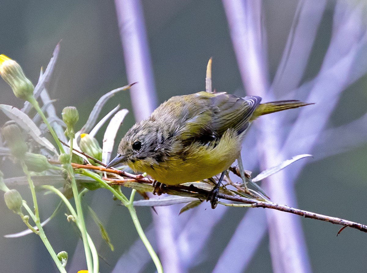 Nashville Warbler - ML622518289