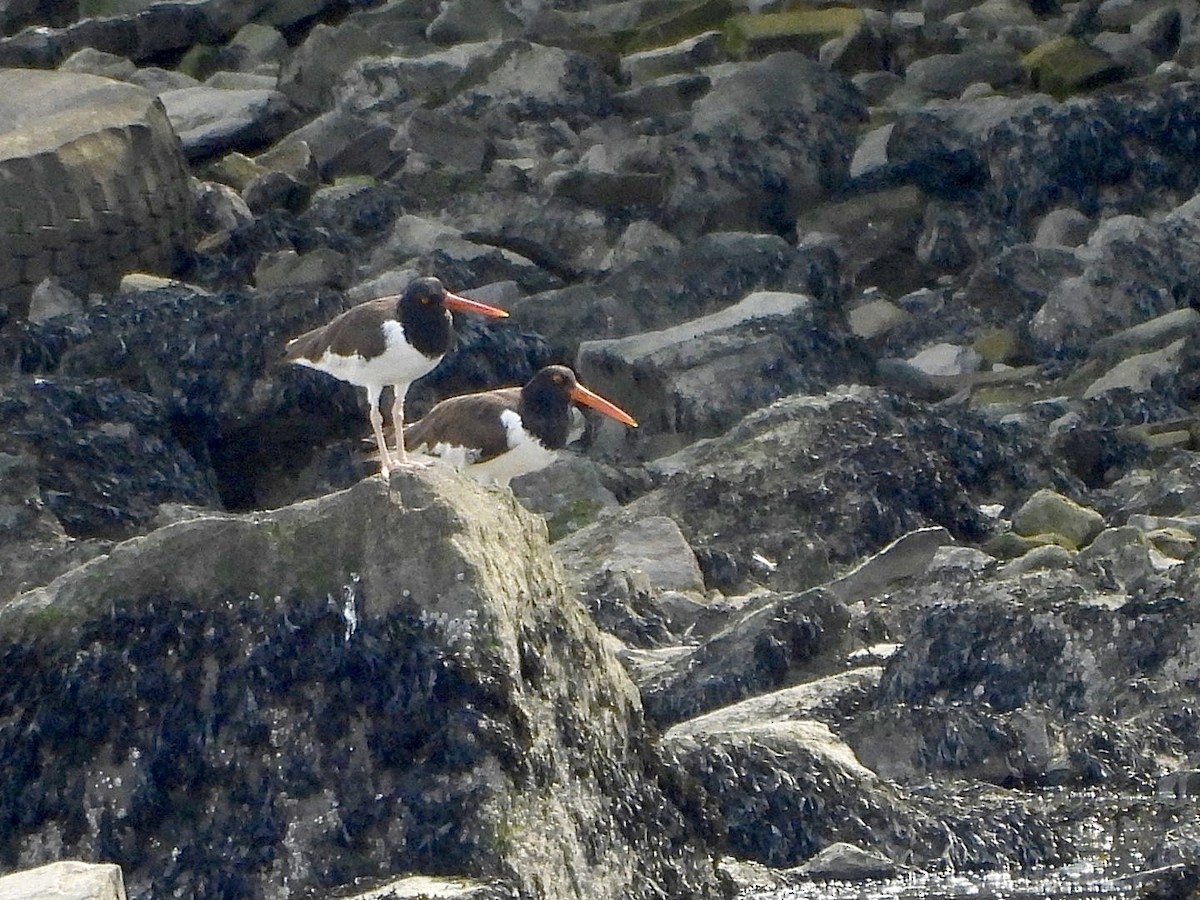 American Oystercatcher - ML622518403