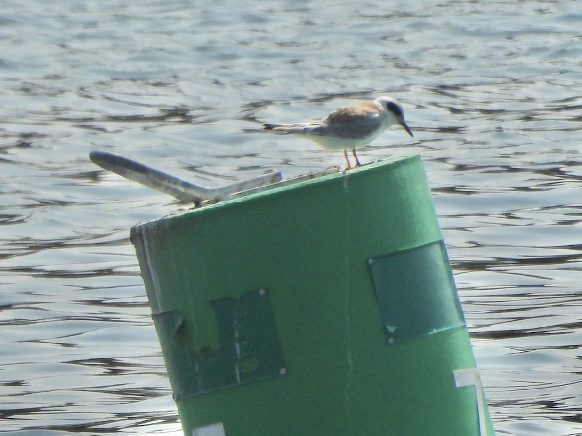Forster's Tern - ML622518408