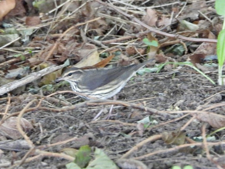 Northern Waterthrush - ML622518414