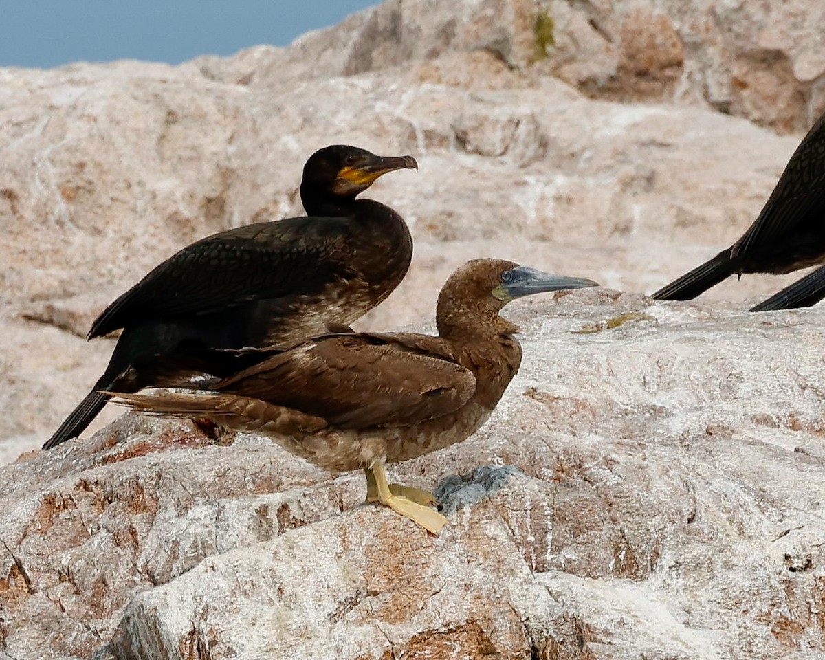 Brown Booby - ML622518415