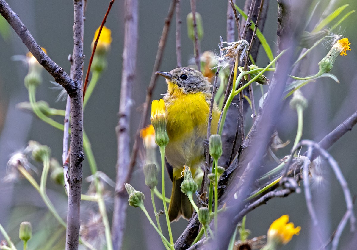 Nashville Warbler - ML622518428