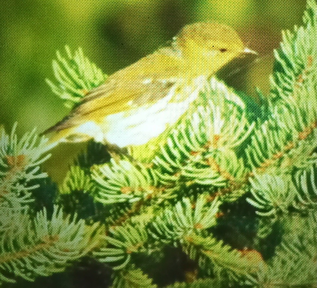 Cape May Warbler - ML622518458