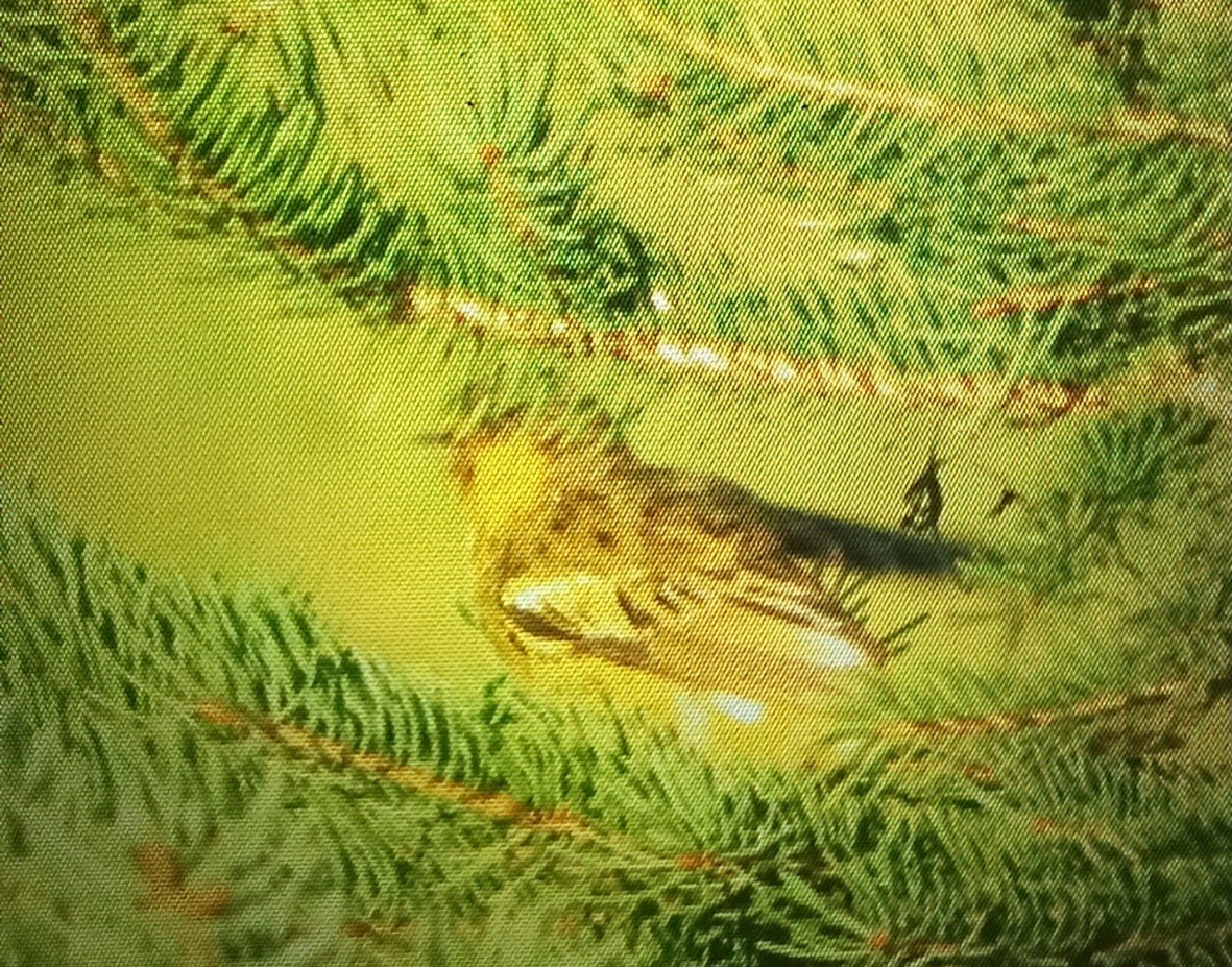 Cape May Warbler - ML622518459