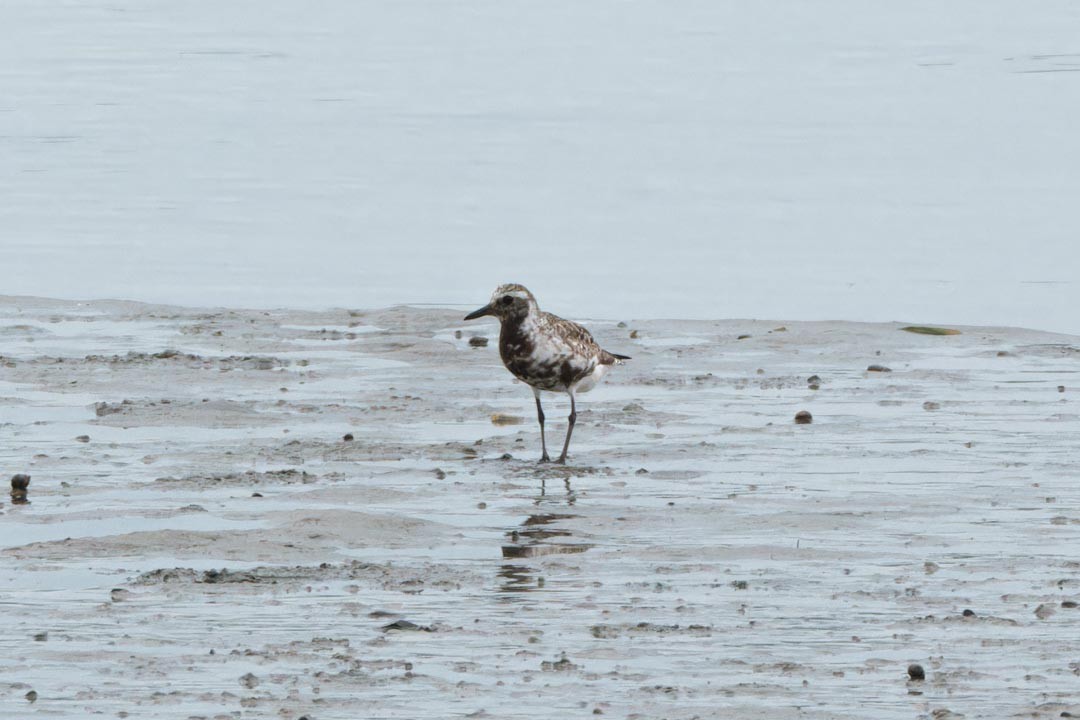 Black-bellied Plover - ML622518581