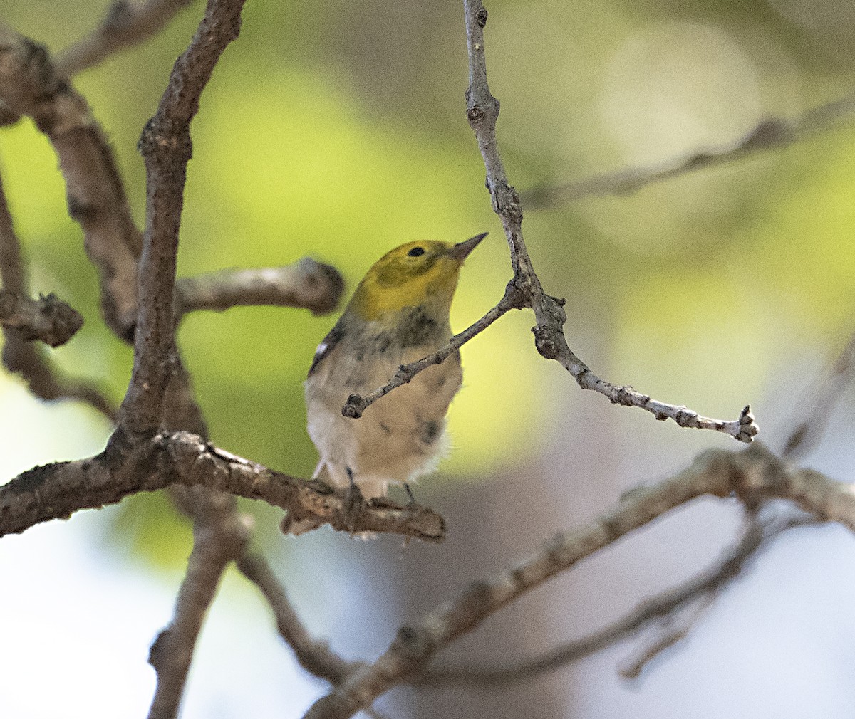 barnålparula - ML622518590