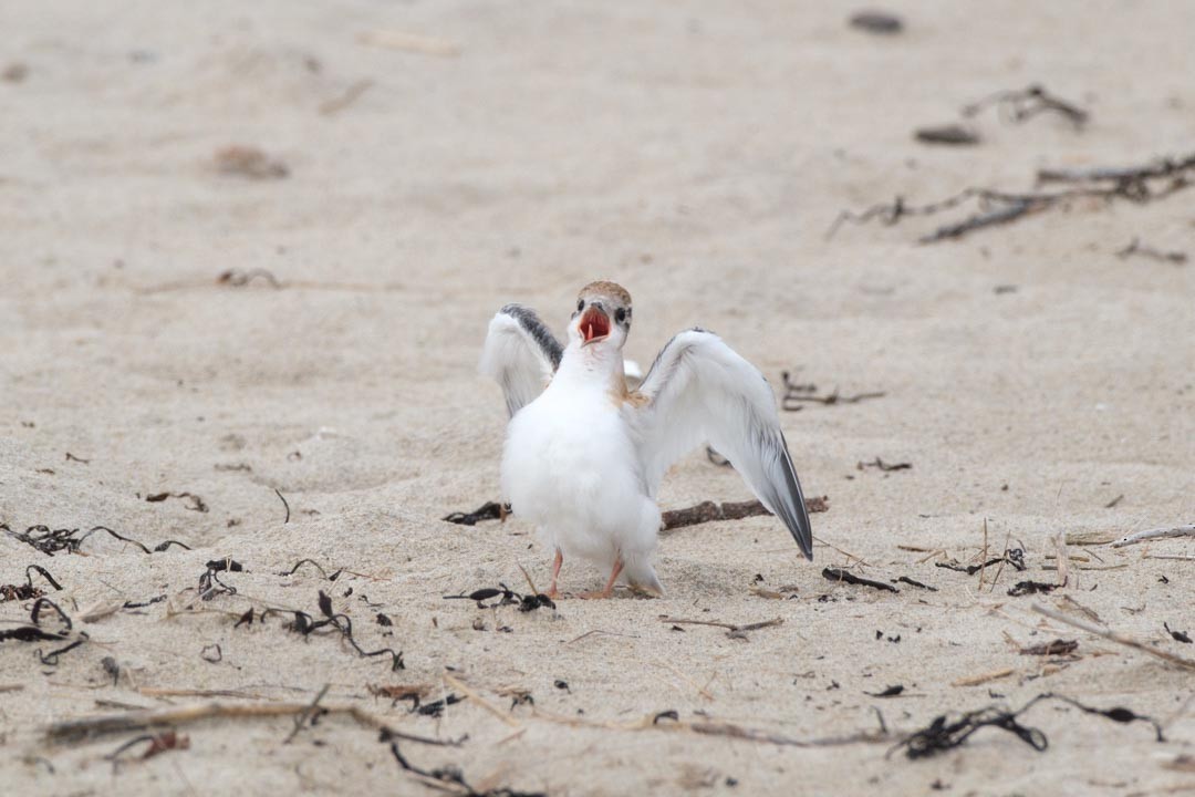 Least Tern - Jessica Marcus