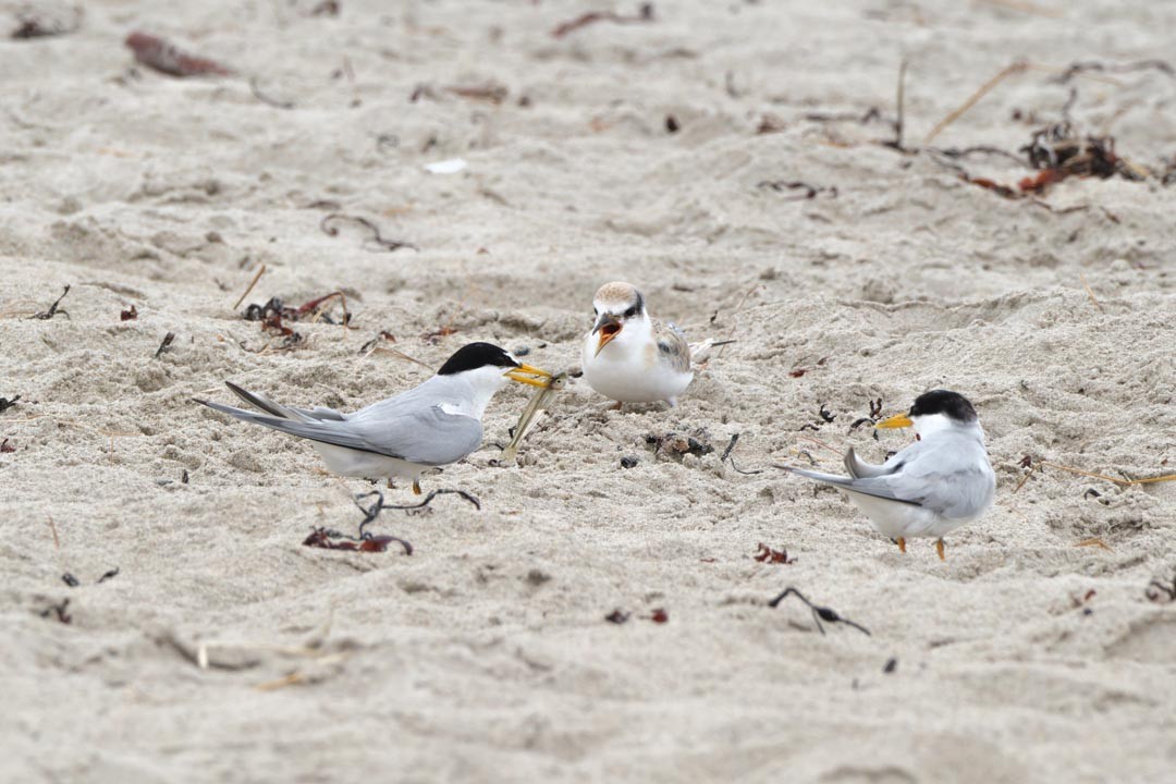 Least Tern - ML622518622