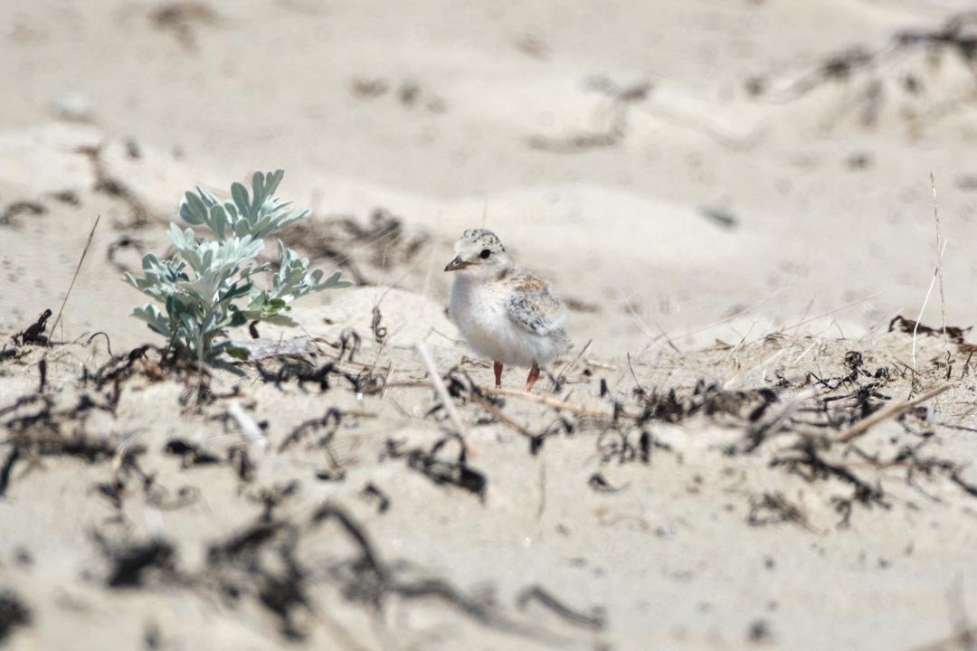 Least Tern - ML622518680