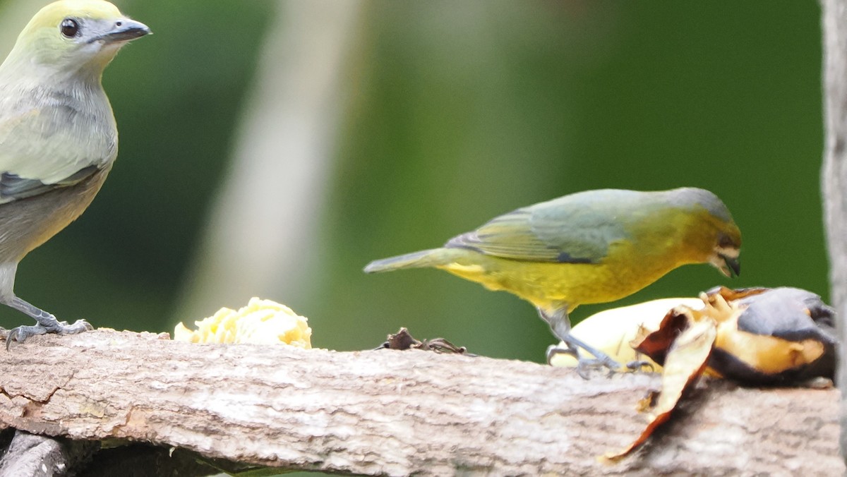 Golden-bellied Euphonia - ML622518700