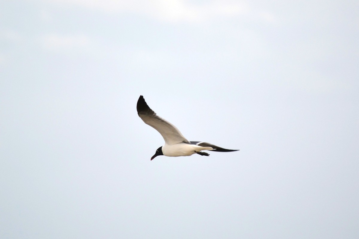 Gaviota Guanaguanare - ML622518740