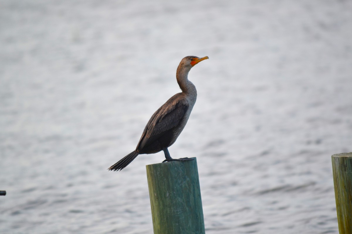 Cormorán Orejudo - ML622518743