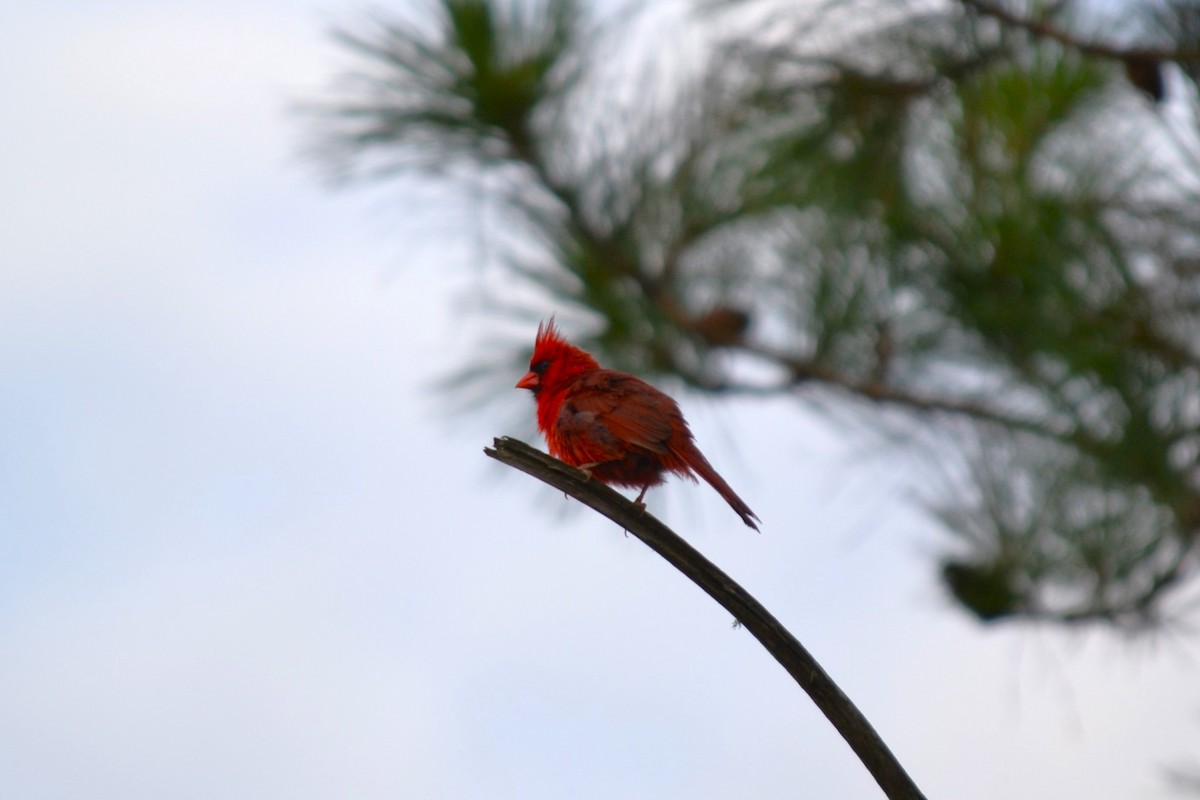 Northern Cardinal - Stephanie Van Horn