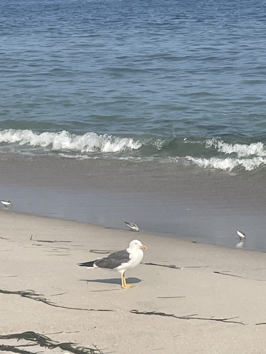Lesser Black-backed Gull - ML622518798
