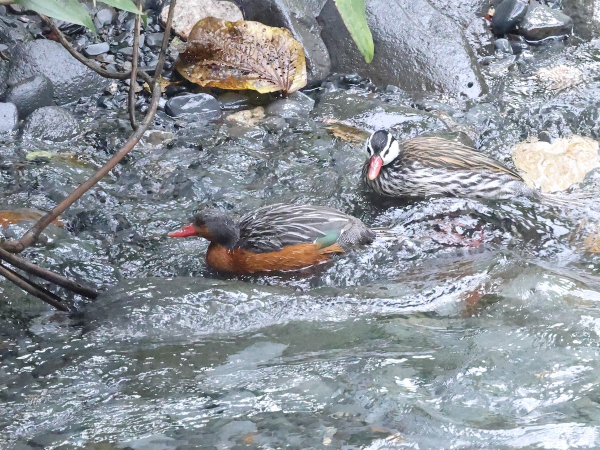 Torrent Duck - Myles McNally