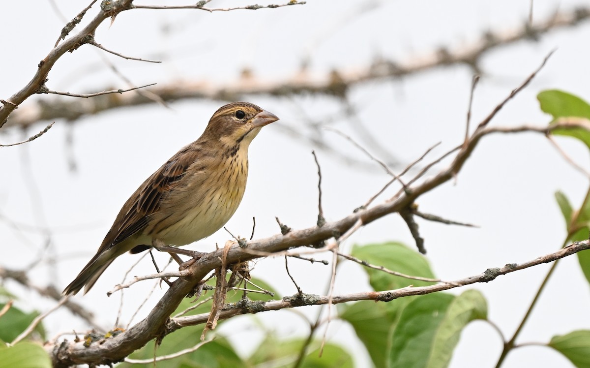 Dickcissel - ML622518976