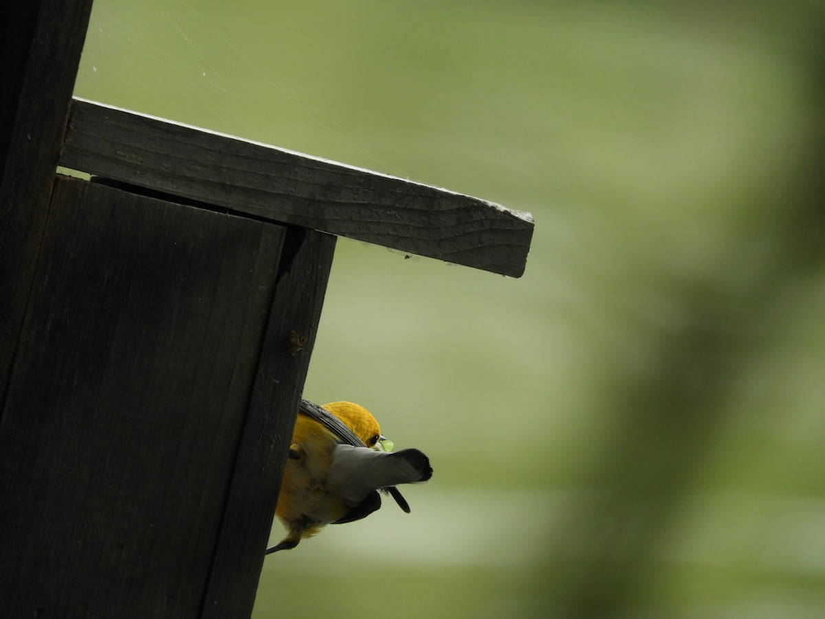 Prothonotary Warbler - Marion Miller