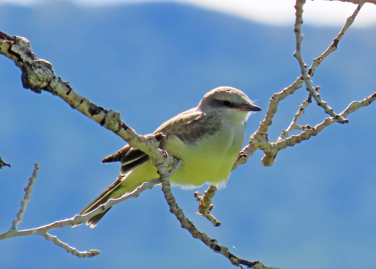 Western Kingbird - ML622519077